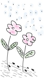 flowers y lluvia